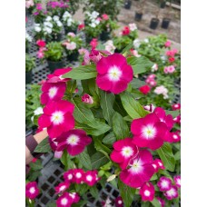 Vinca 6 Inch- Multiple Colors